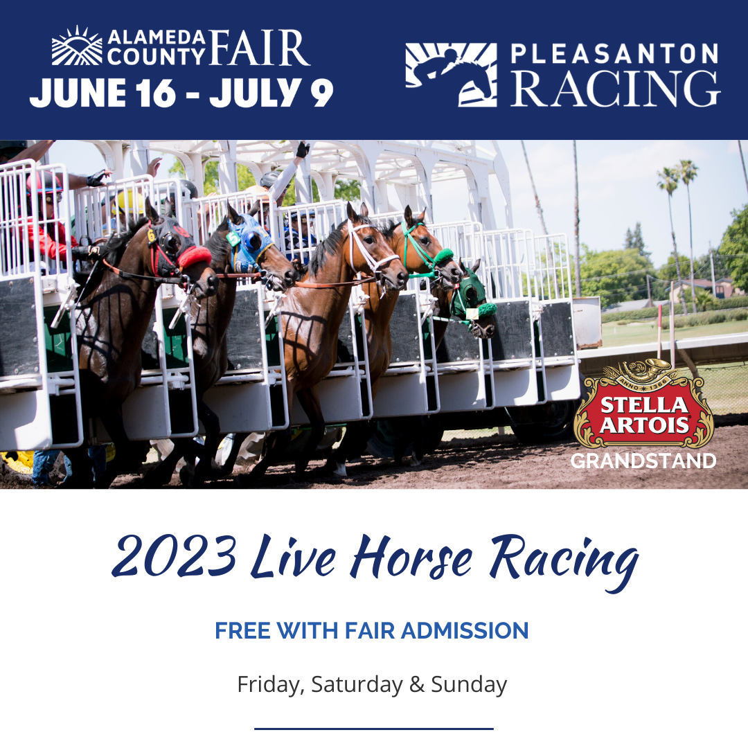 Live Horse Racing Today, Tomorrow & Sunday