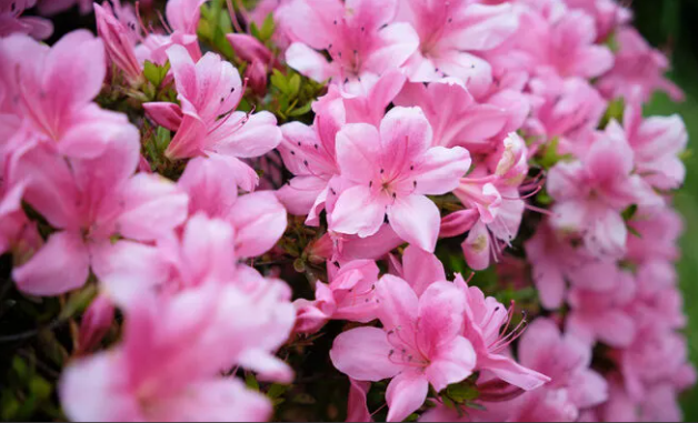 NC Azalea Festival