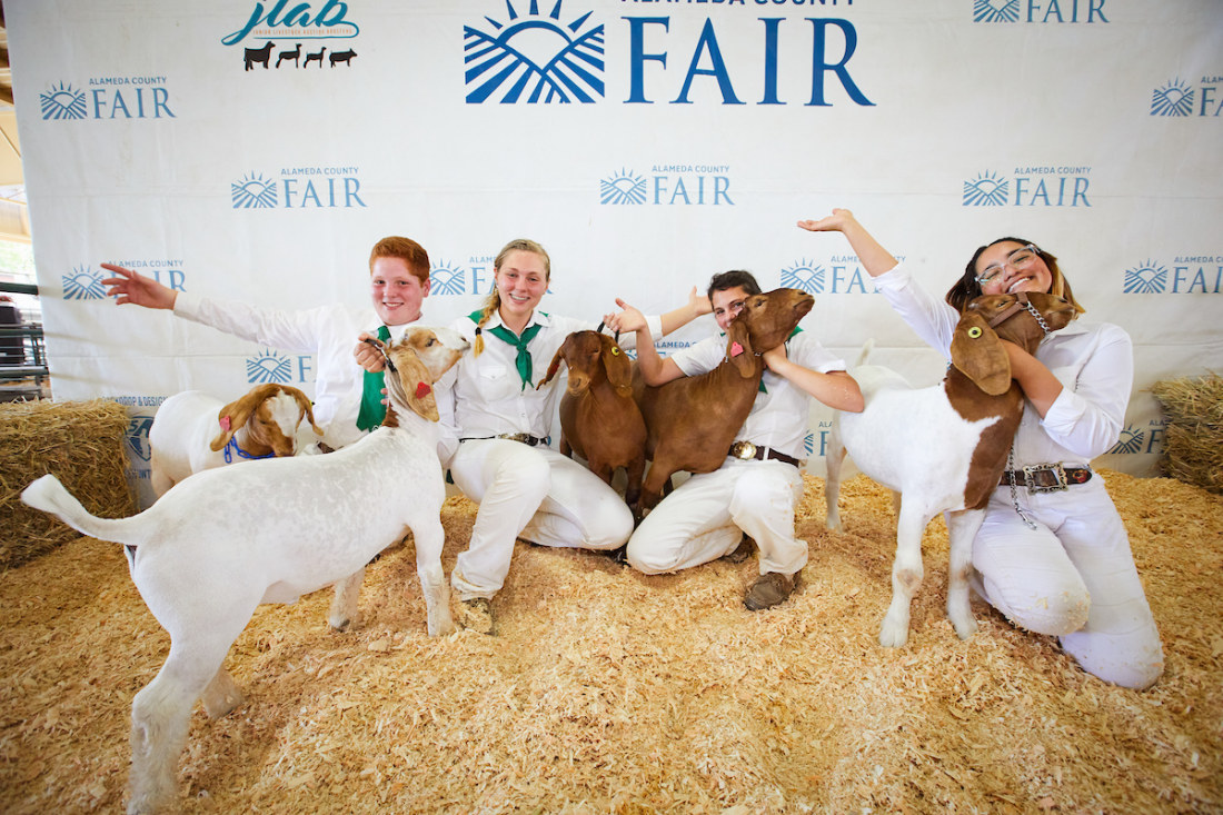 Jr. Livestock Auction